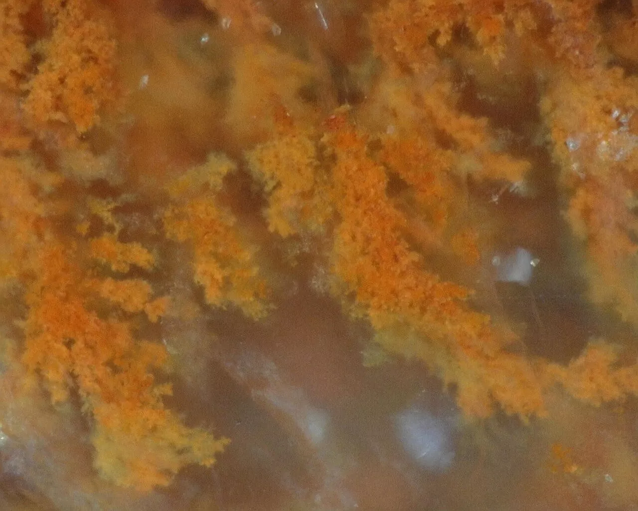 Polished Red Plume Agate from Indonesia, Slab, Slice