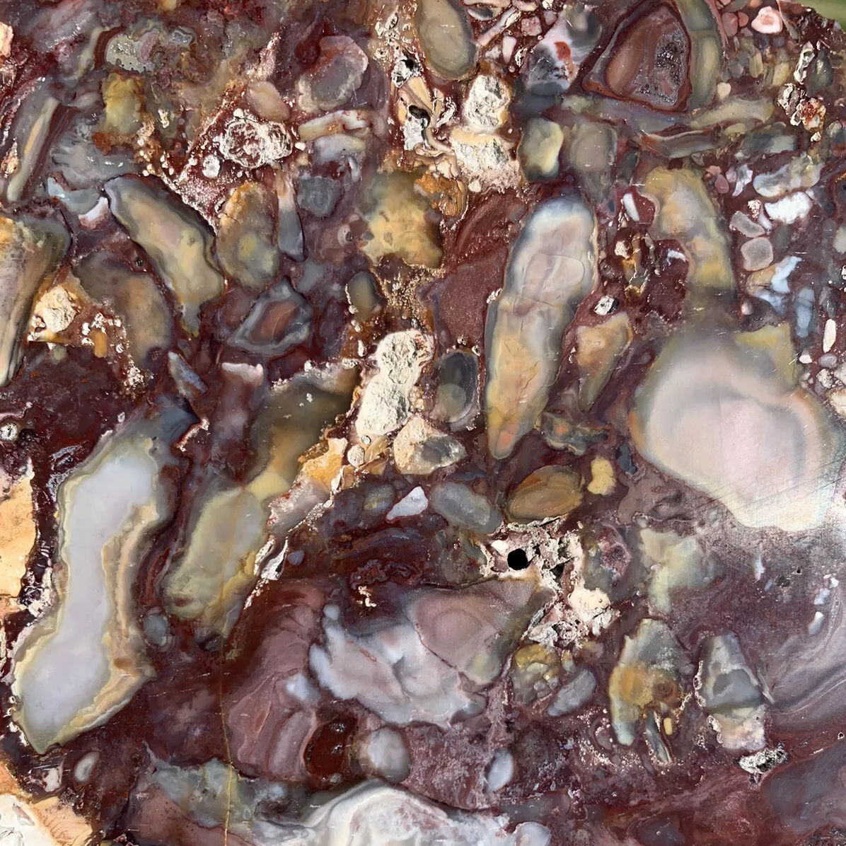 Extremely Colorful Polished Petrified Wood From Indonesia
