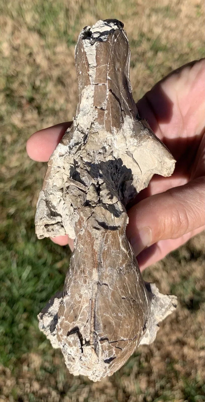 Daphoenus Bear Dog Skull