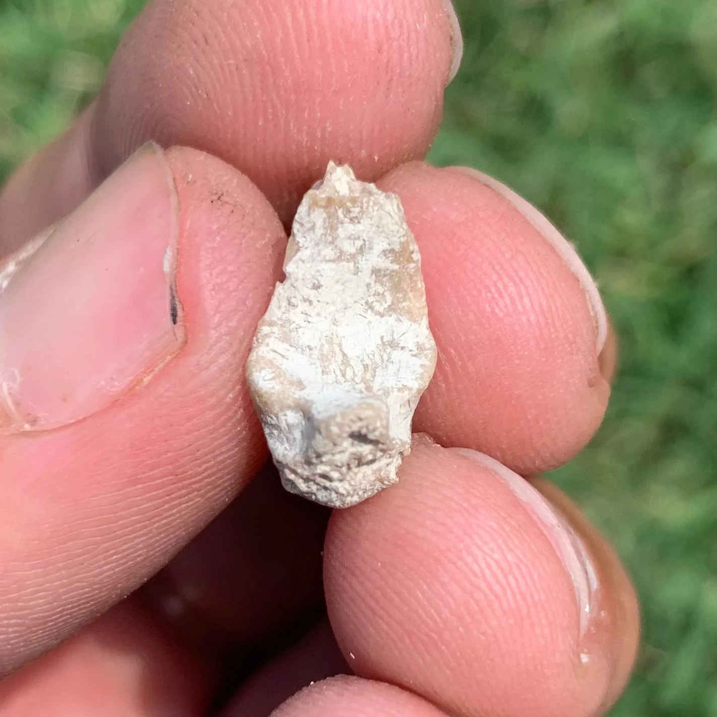 Nimravid Saber Cat Fossil Claw, Eocene, Chadron formation