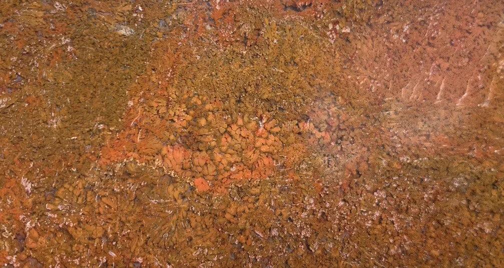 Polished Red Plume Agate from Indonesia, Slab, Slice