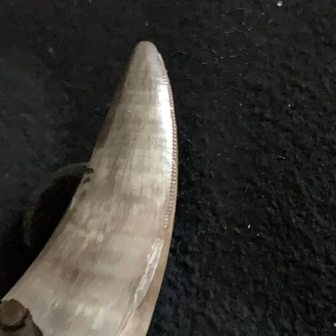 Sharp Serrated Nanotyrannus lancensis Tooth