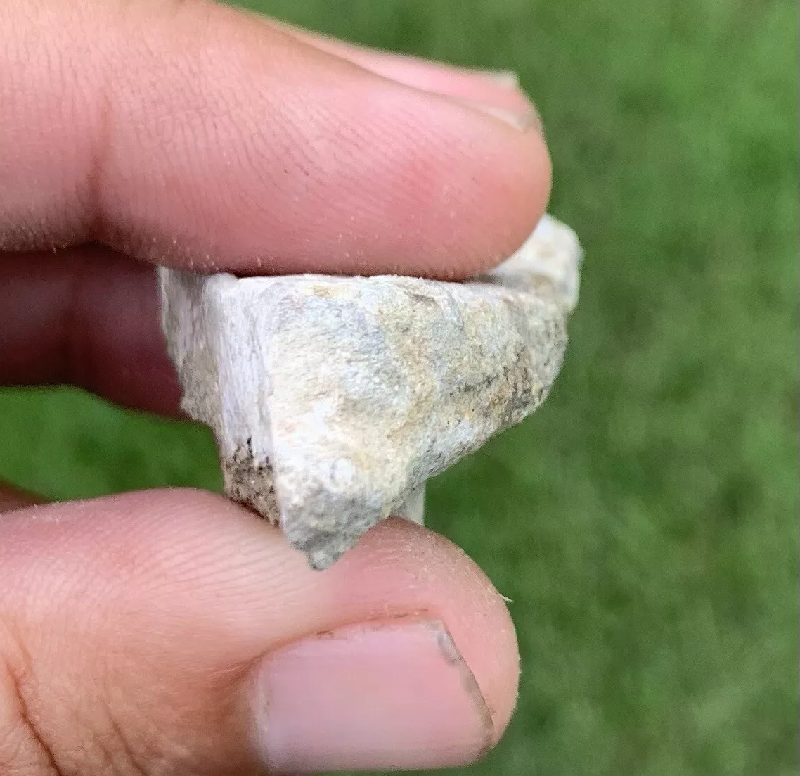Pogoniasis, Drum Fish, Mouth Plate, Miocene, Virginia