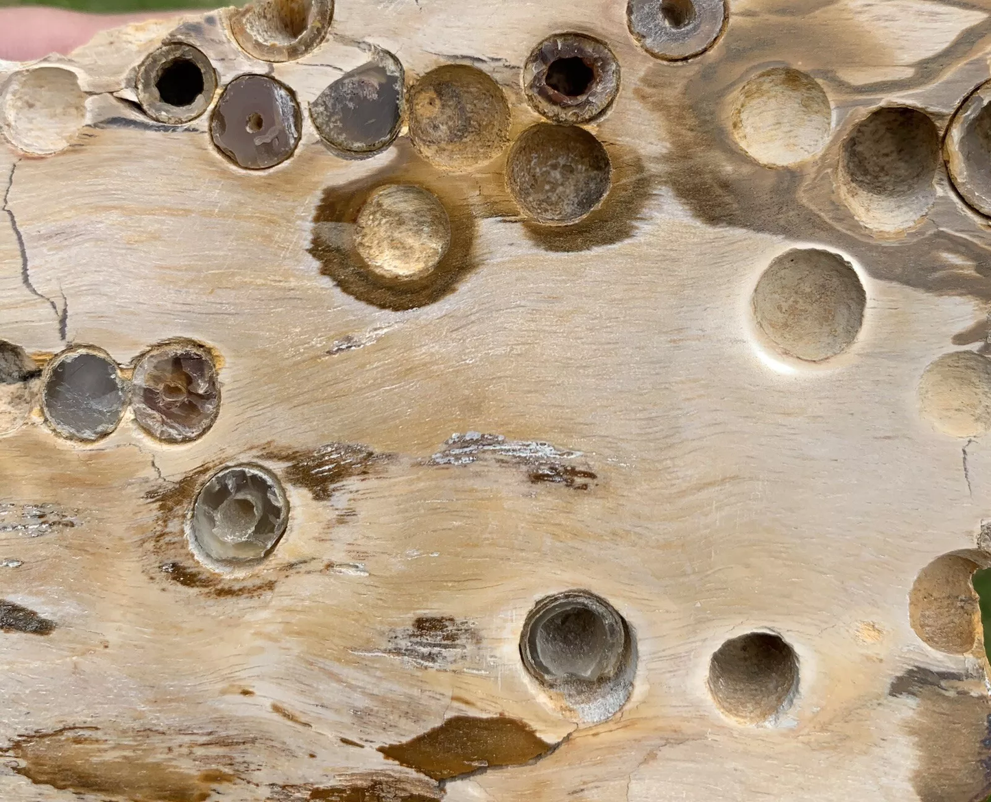 Polished Petrified Fossil Teredo Wood from Indonesia, Slab, Slice