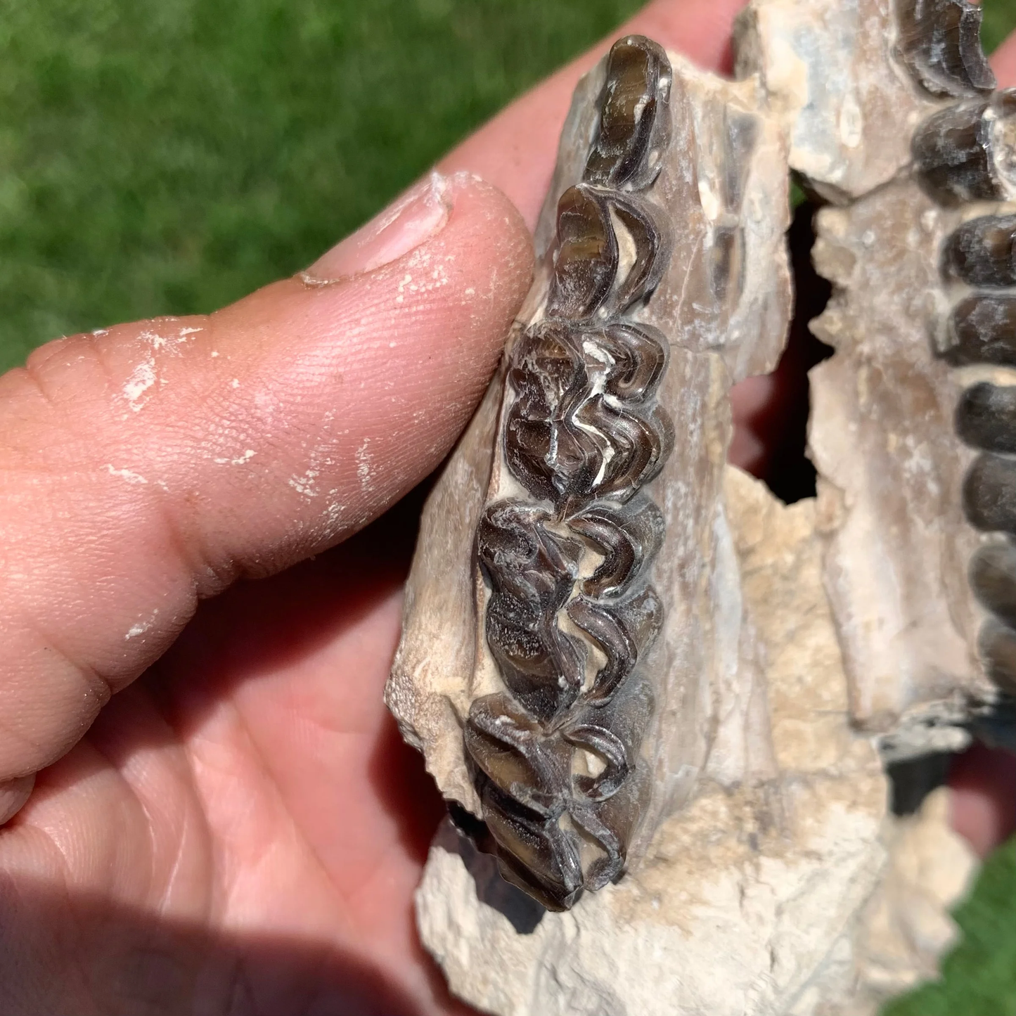 Nice Partial Camel Skull, Poebrotherium, Oligocene, Brule Formation, Nebraska