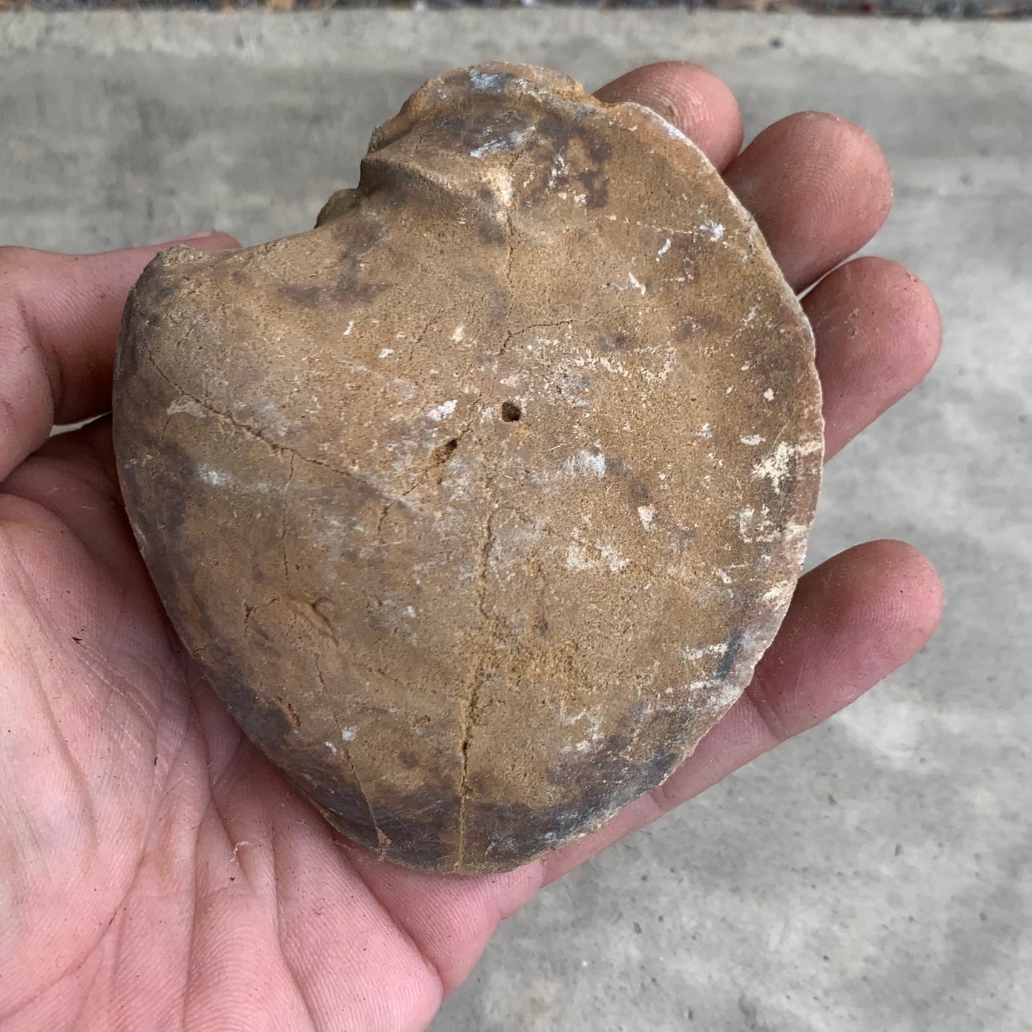 Fossil clam steinkern(mold) from the Miocene of Virginia