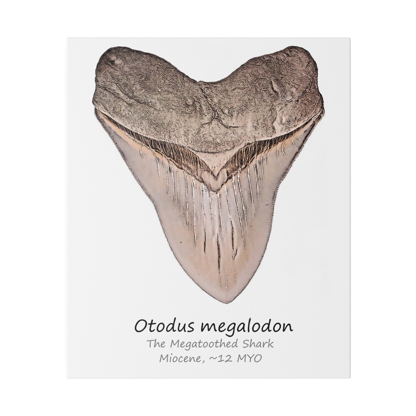 Otodus megalodon Canvas Print Wall Art Décor