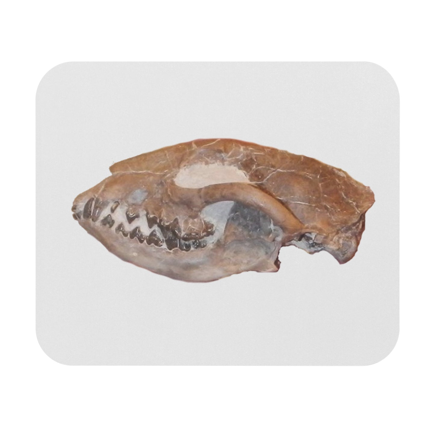Fossil Skull Themed Mouse Pad -Dog - Hesperocyon gregarius
