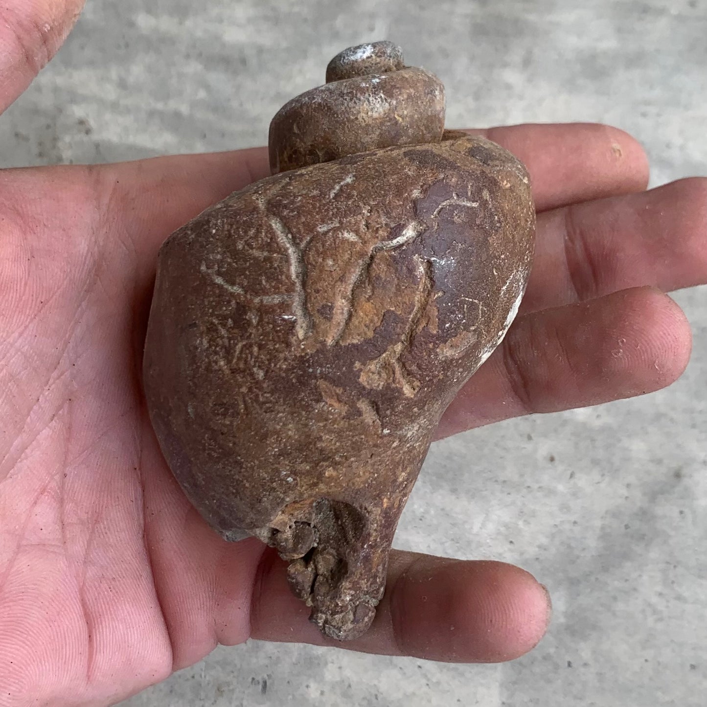Fossil Gastropod Steinkern(mold), from the Miocene of Virginia
