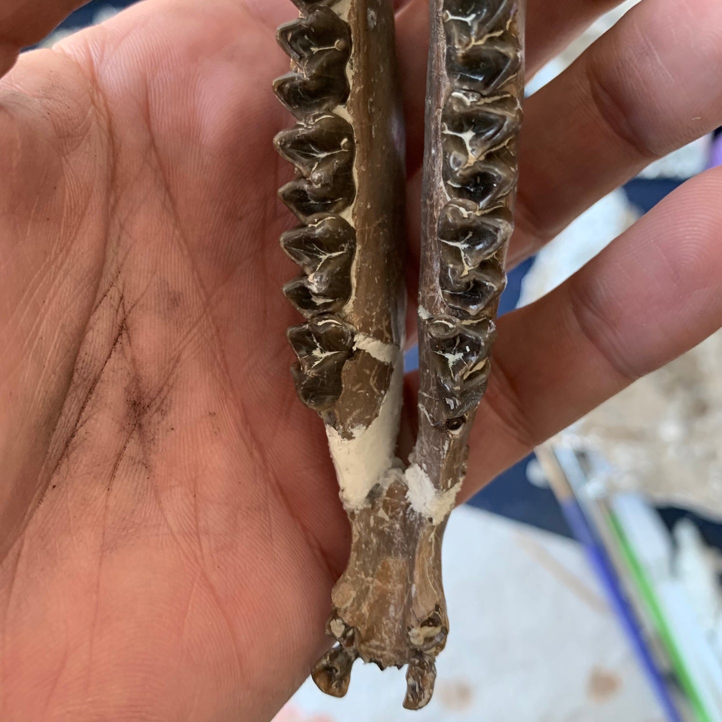 Really Nice Fossil Horse Jaw, Mesohippus