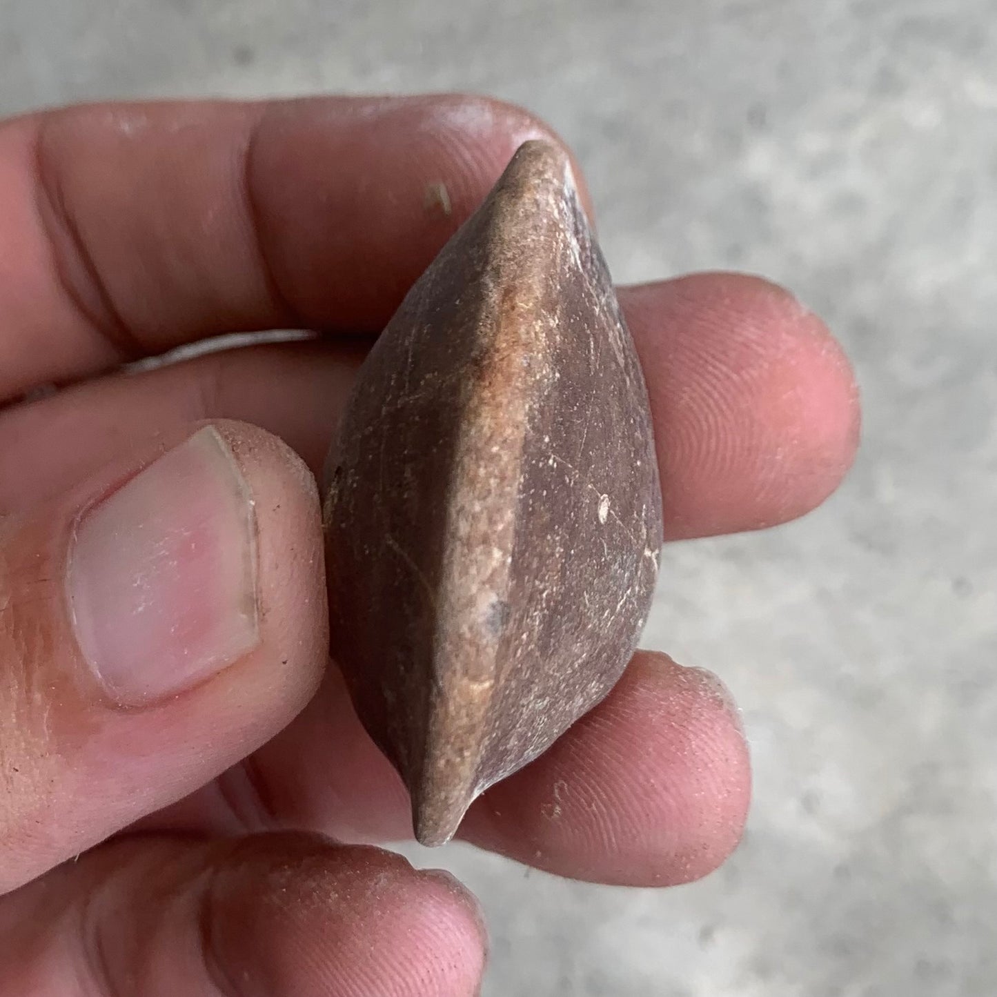 Fossils clam steinkern(mold) from the Miocene of Virginia