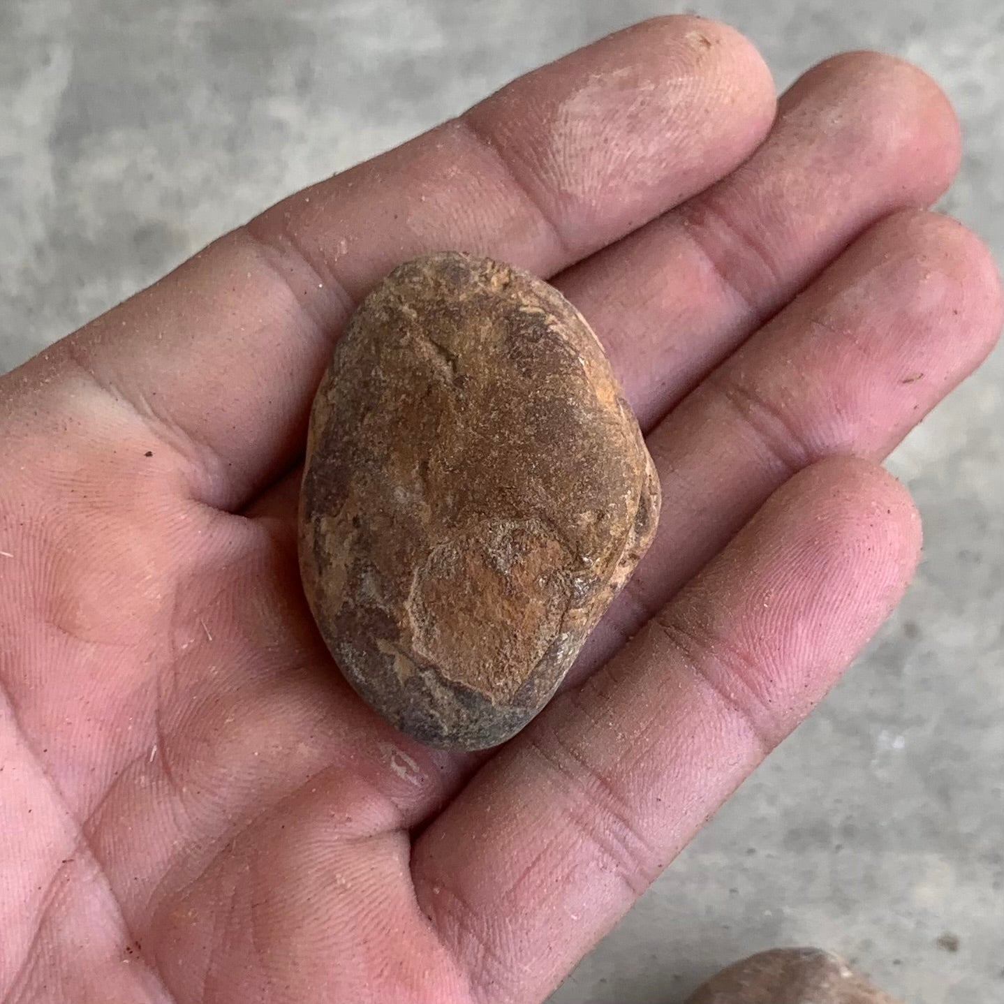 Fossil clam steinkerns(molds) from the Miocene of Virginia