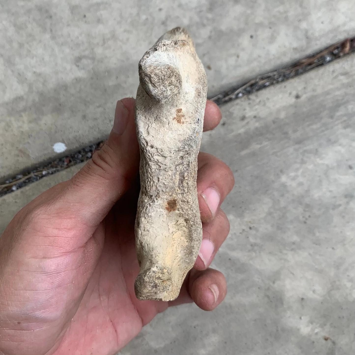 Fossil Whale Vertebra From the Miocene of Virginia