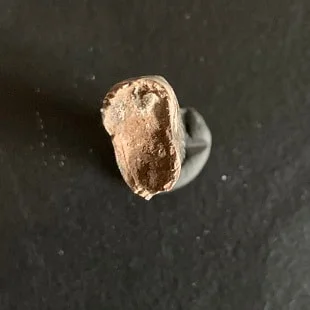 Sharp Serrated Nanotyrannus lancensis Tooth