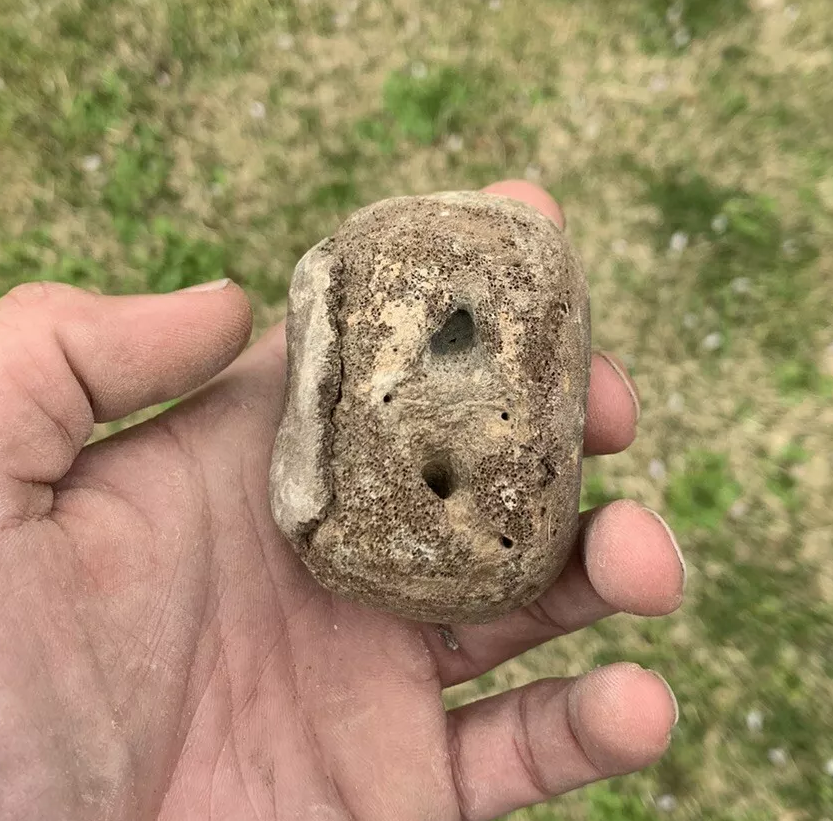 Fossil Whale Vertebra From the Miocene of Virginia