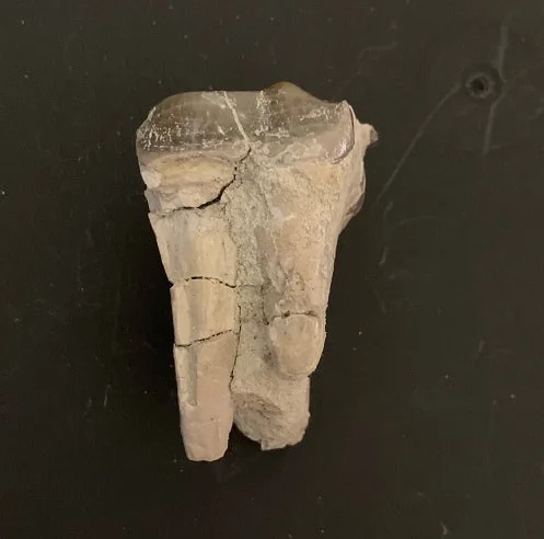 Titanothere upper Molar Tooth