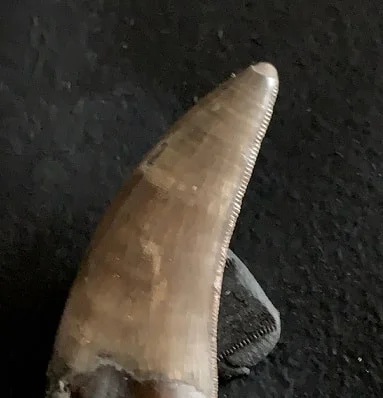 Sharp Serrated Nanotyrannus lancensis Tooth