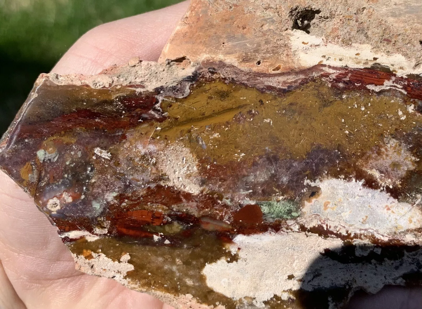 Polished Opalized Petrified Fossil Wood from Indonesia, Slab, Slice