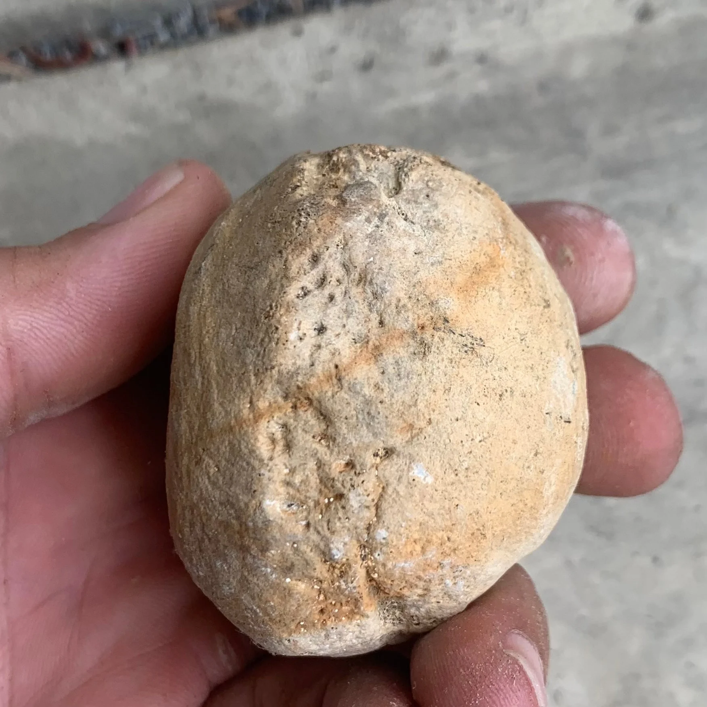 Fossil Whale Vertebra From the Miocene of Virginia
