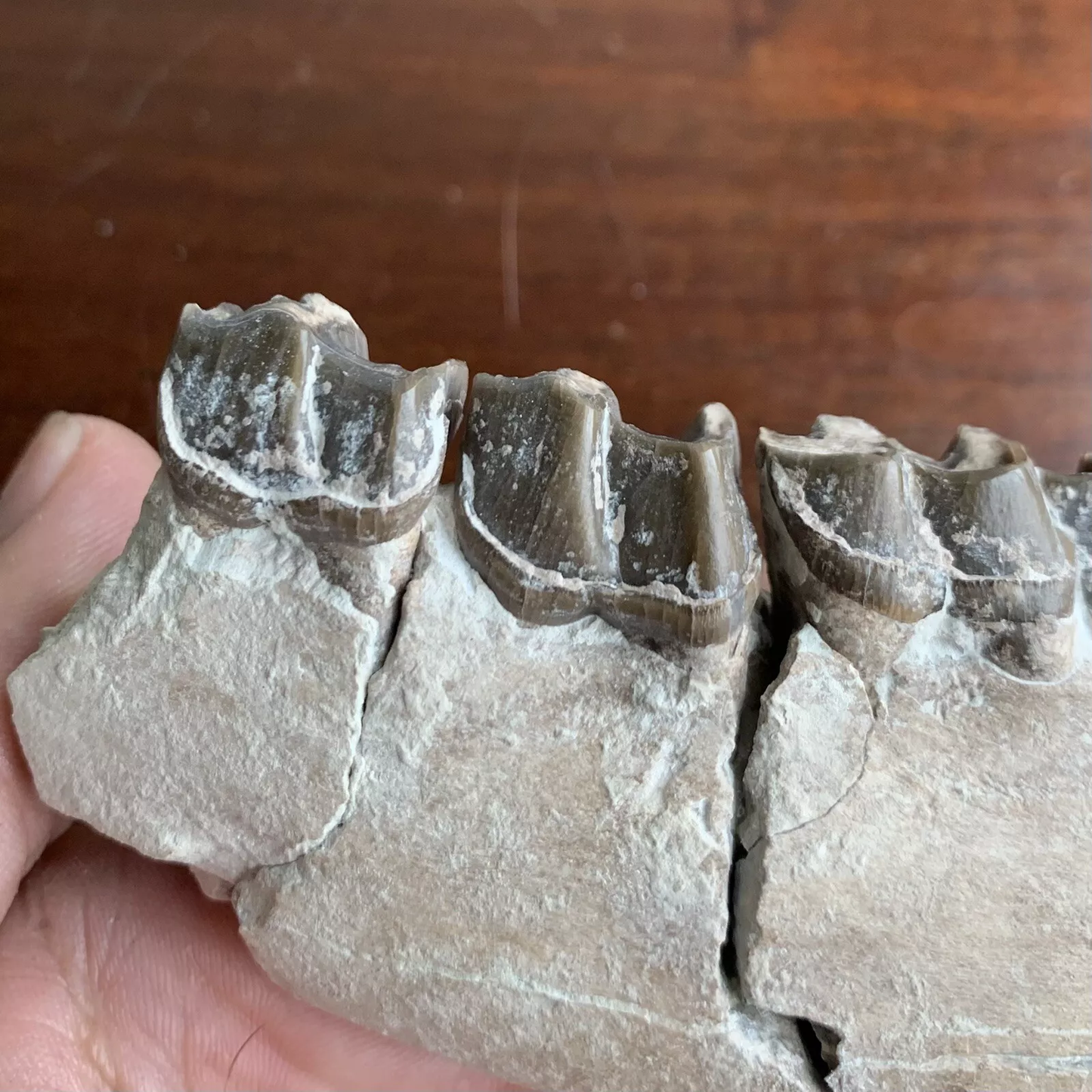 Fossil Rhino Jaw, Subhyracodon White river badlands, Nebraska