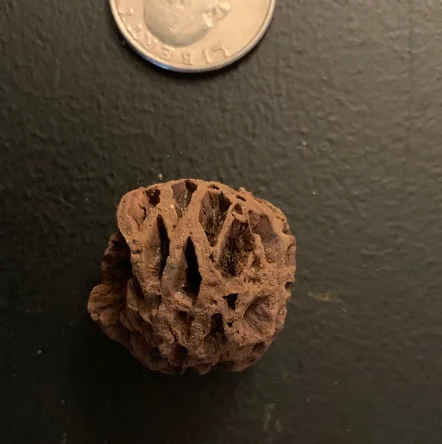 Pine Cone
