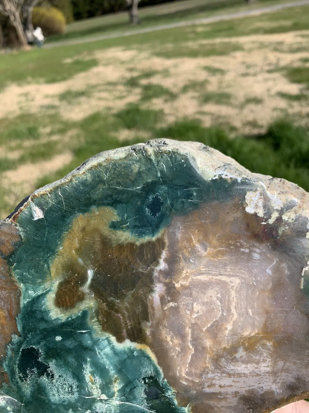 Polished Petrified Fossil Wood from Indonesia, Slab, Slice