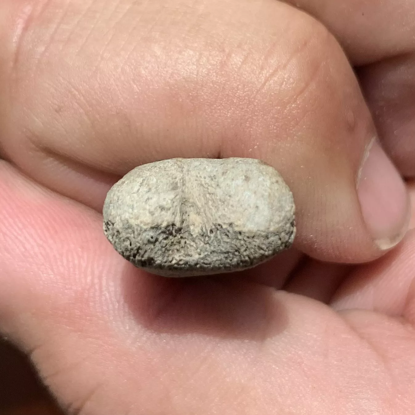 Tiny Fossil Marine Mammal Fossil Caudal Vert From The Lee Cree Mine