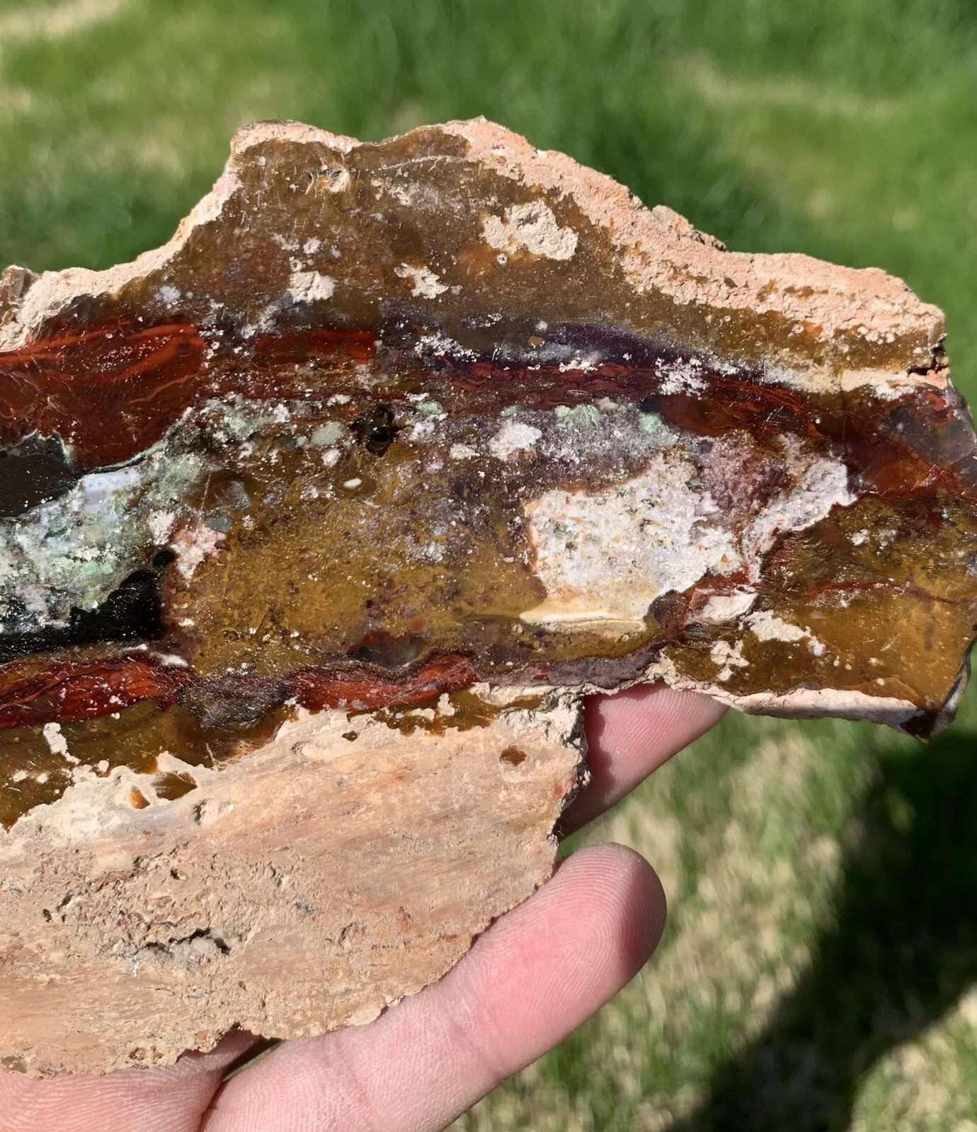 Polished Opalized Petrified Fossil Wood from Indonesia, Slab, Slice