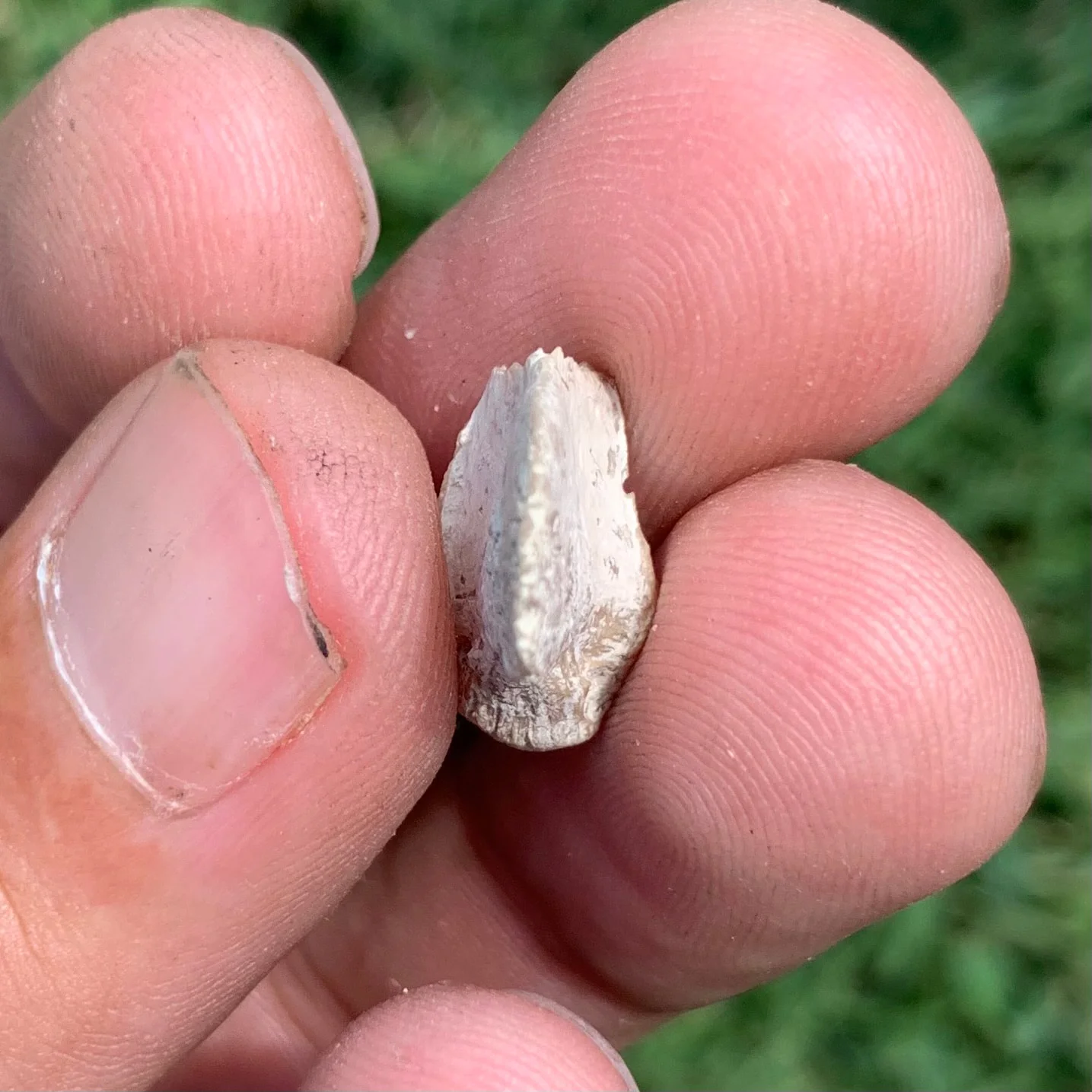 Nimravid Saber Cat Fossil Claw, Eocene, Chadron formation