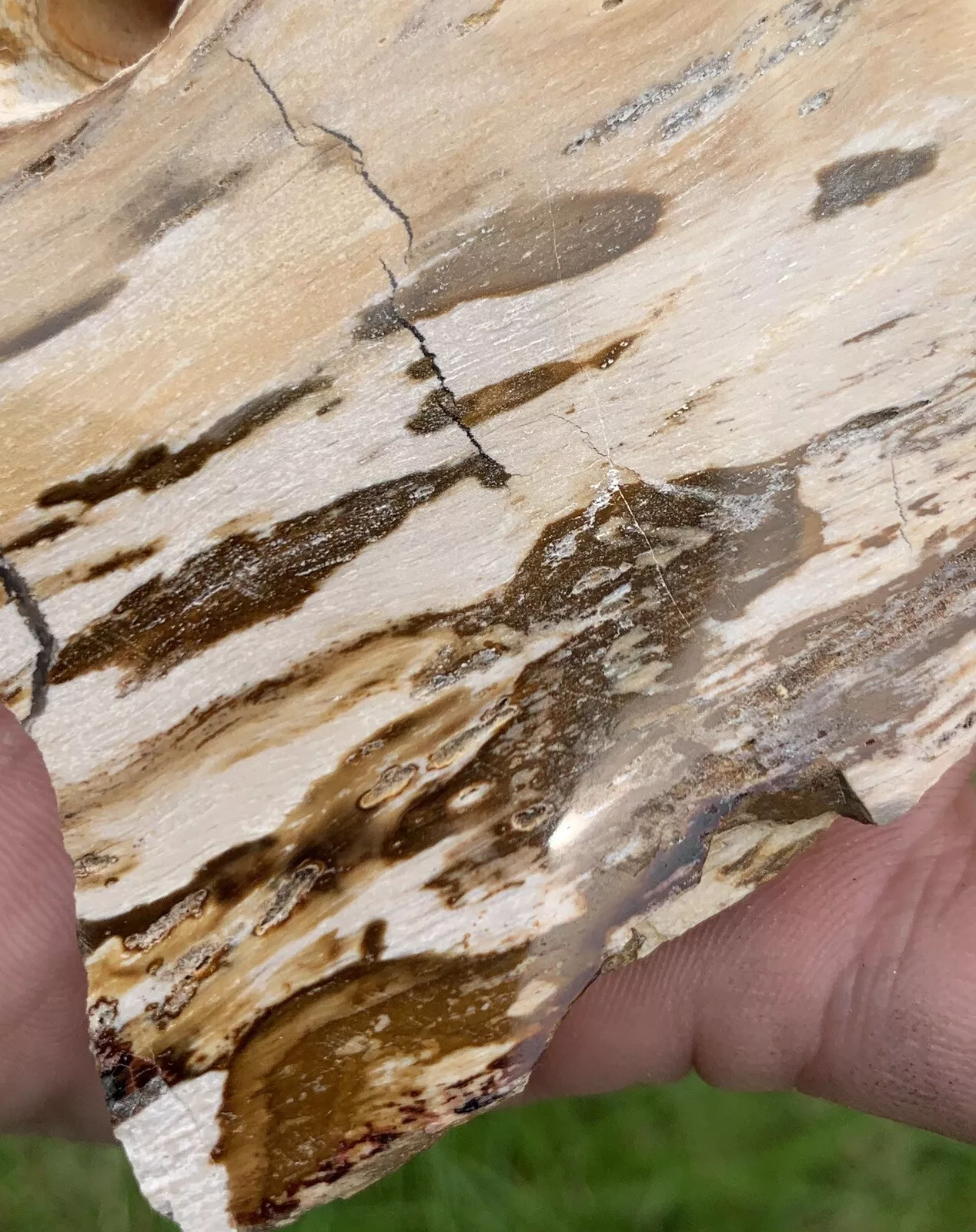Polished Petrified Fossil Teredo Wood from Indonesia, Slab, Slice