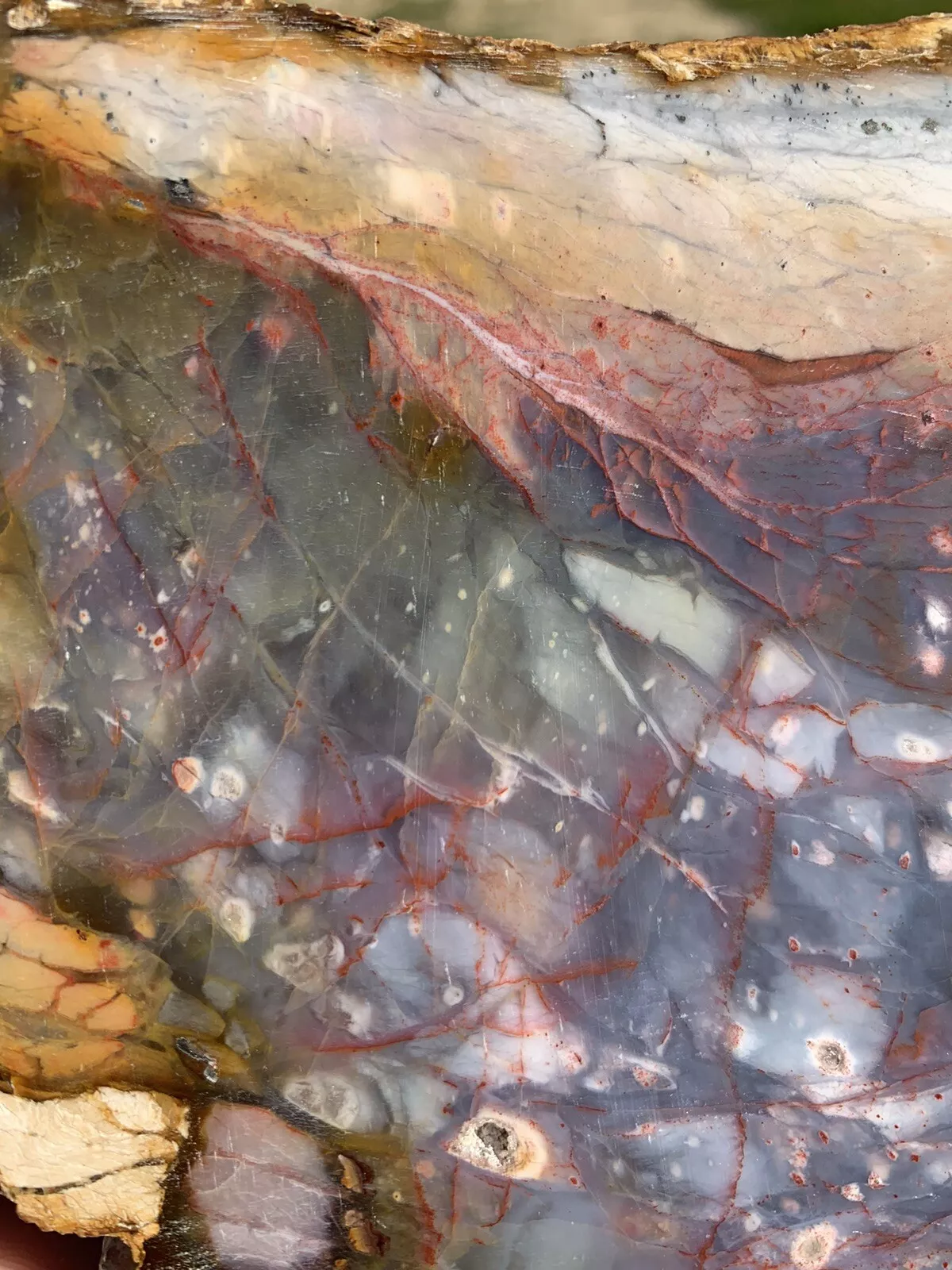 Extremely Colorful Polished Petrified Wood with a large Druzy Pocket From Indonesia