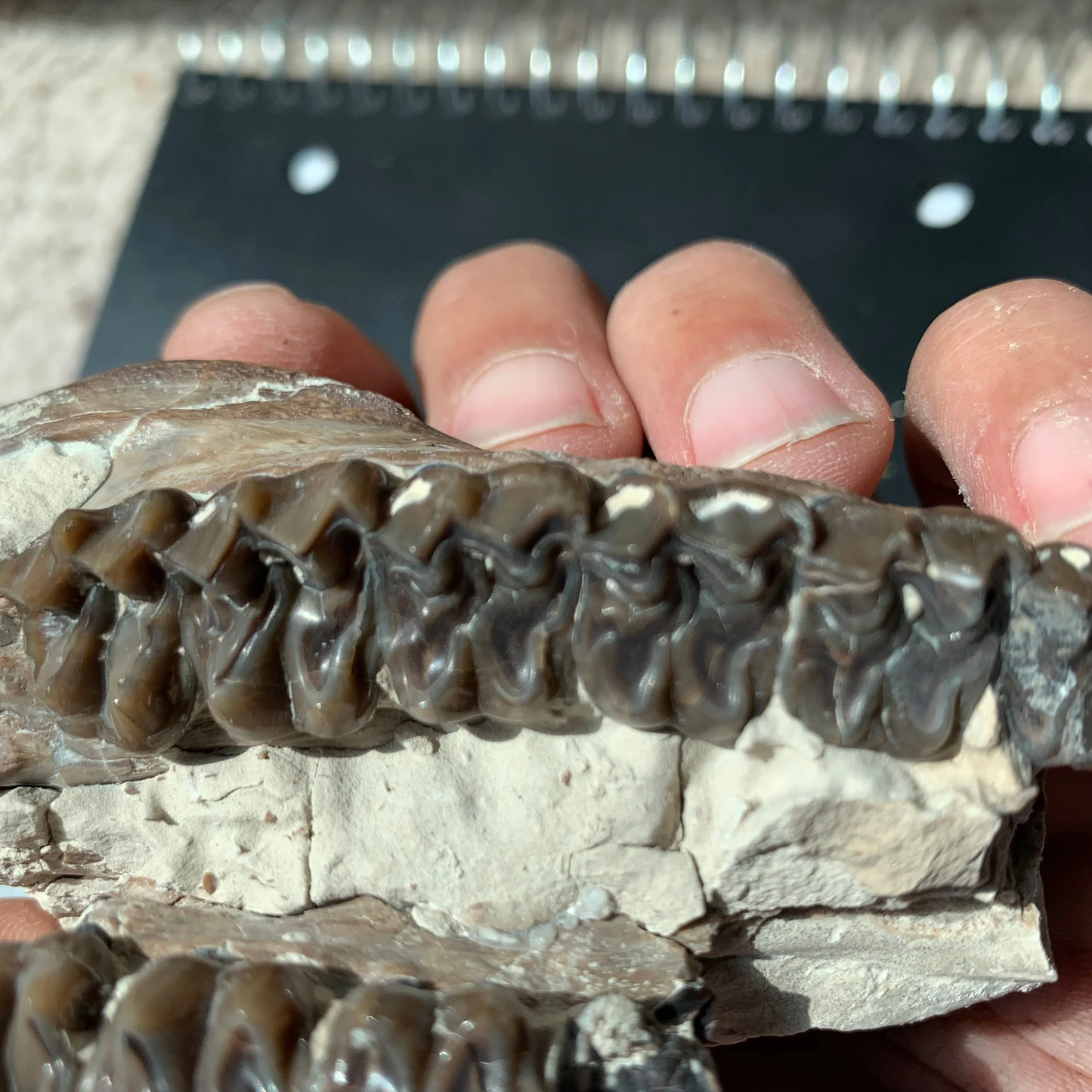 Mesohippus bairdi Partial skull