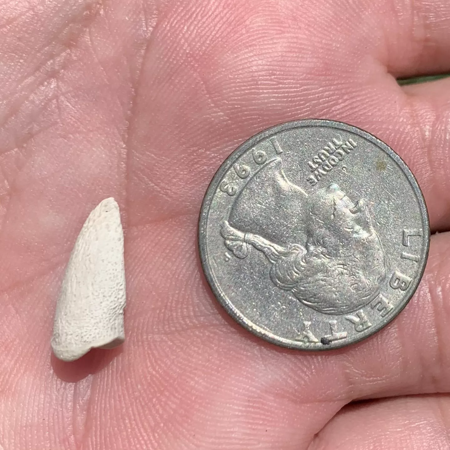 Tortoise Claw - White River Badlands