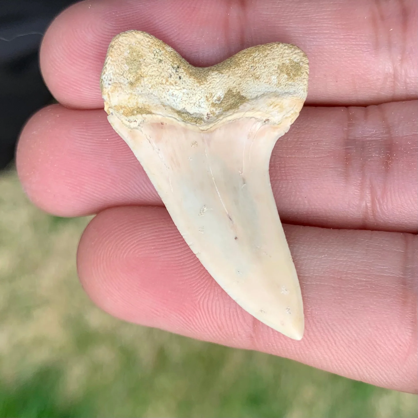 1.7" Carcharodon planus - Bakersfield