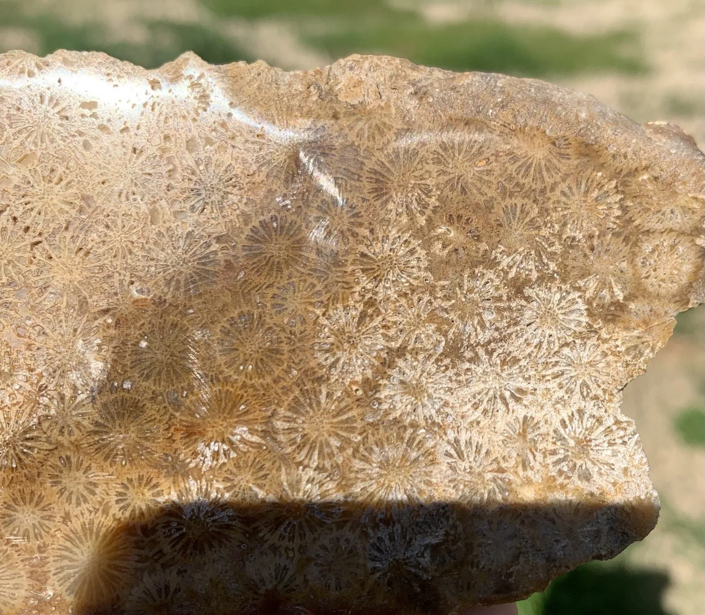 Rough Black Fossil Coral from Indonesia, Slab, Slice