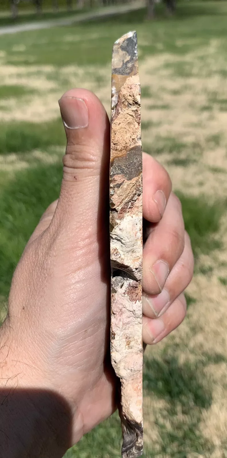 Polished Opalized Petrified Fossil Wood from Indonesia, Slab, Slice