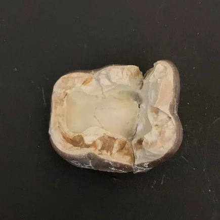 Titanothere Upper Molar Tooth