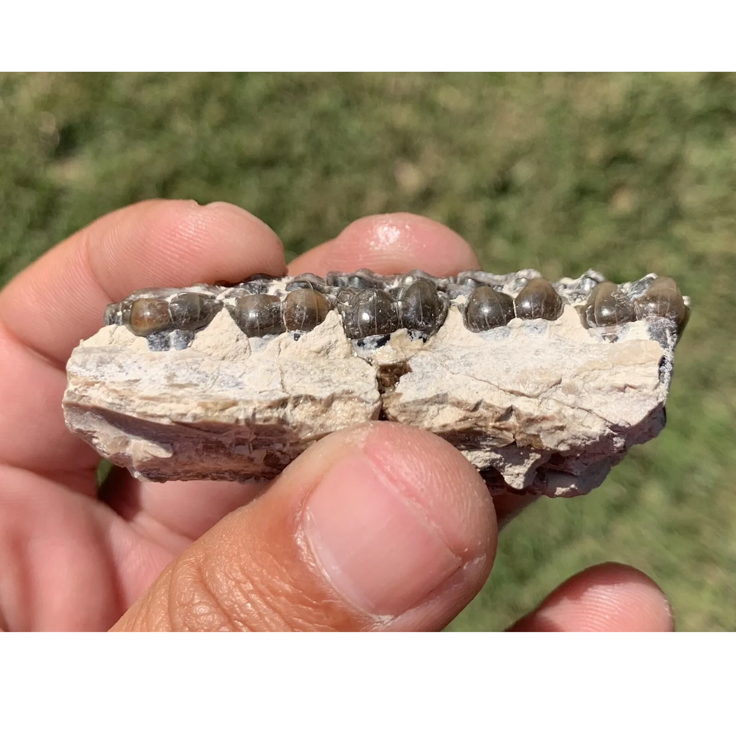 Fossil Horse Palate Section, Mesohippus bairdi, Oligocene Nebraska