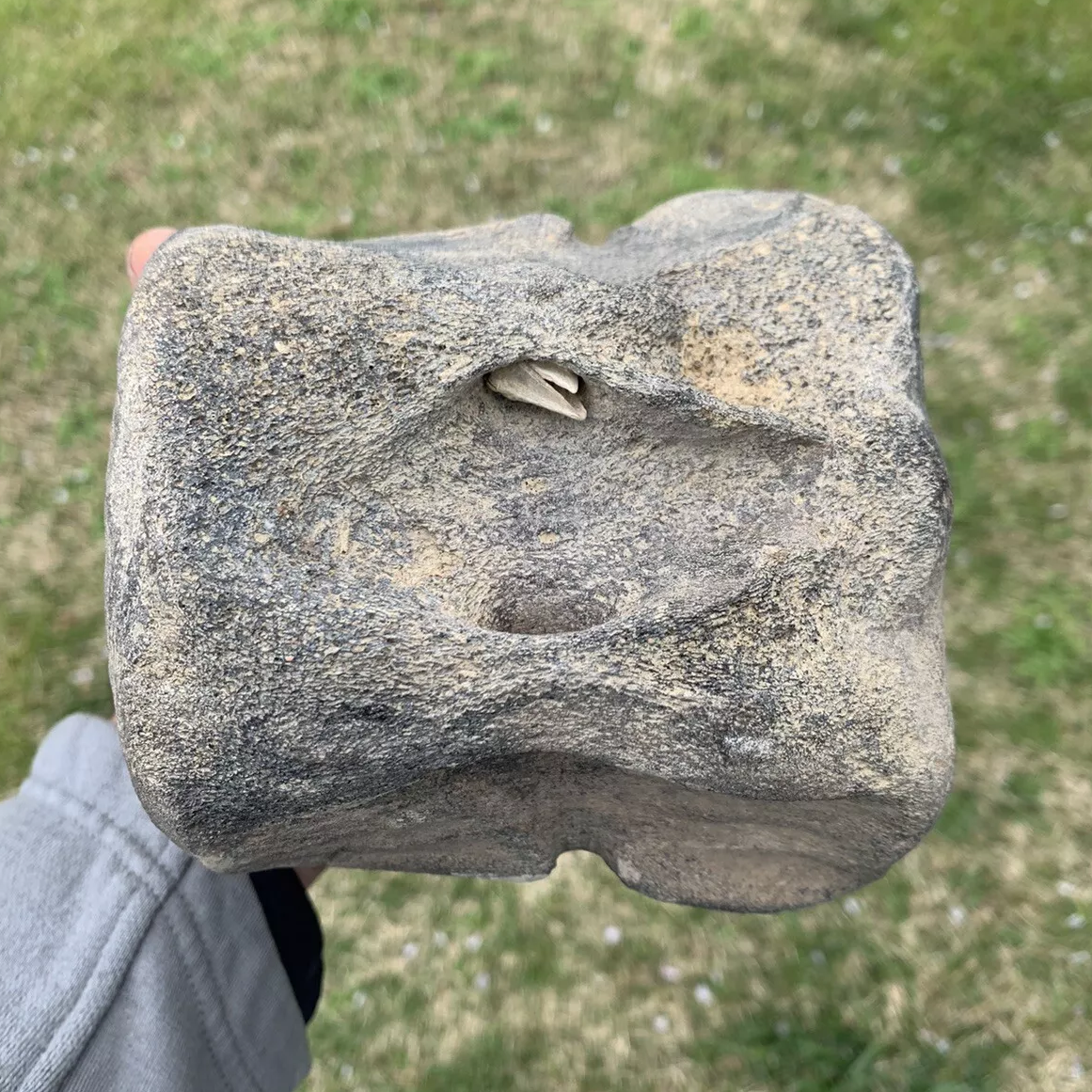 Fossil Whale Vertebra From the Miocene of Virginia