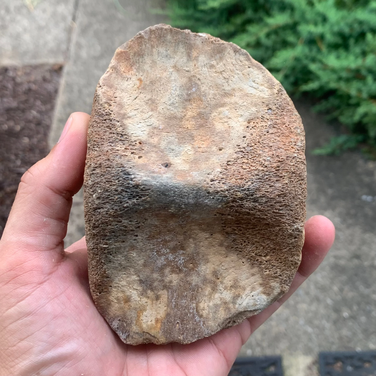 Fossil Whale Vertebra From the Miocene of Virginia