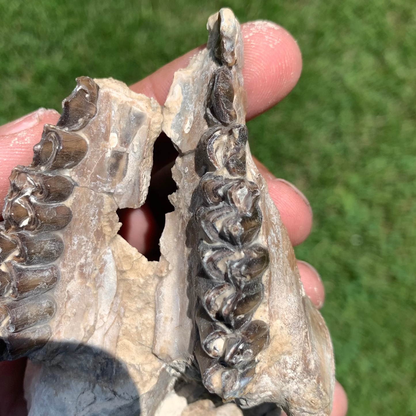 Nice Partial Camel Skull, Poebrotherium, Oligocene, Brule Formation, Nebraska