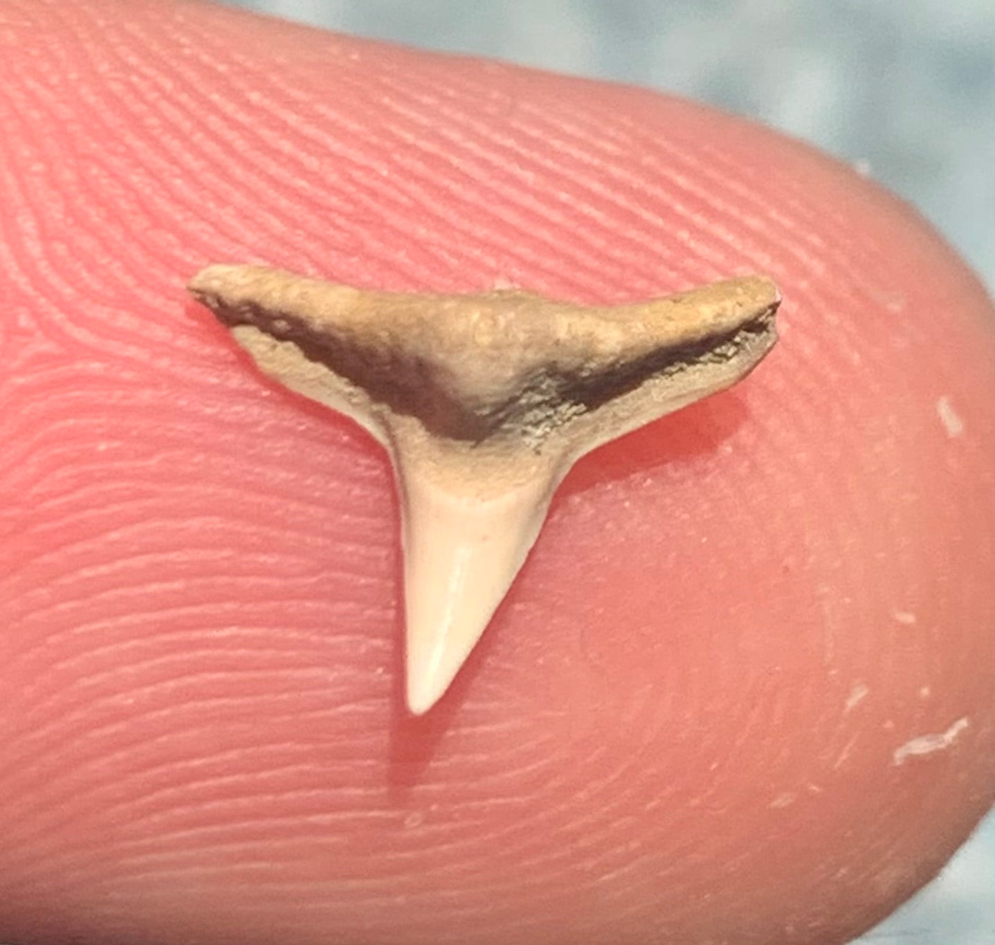Squatina lericheii - Bakersfield