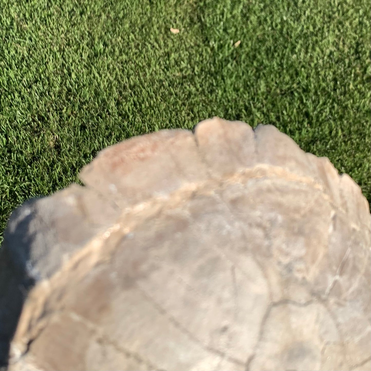 Stylemys tortoise from the white river badlands