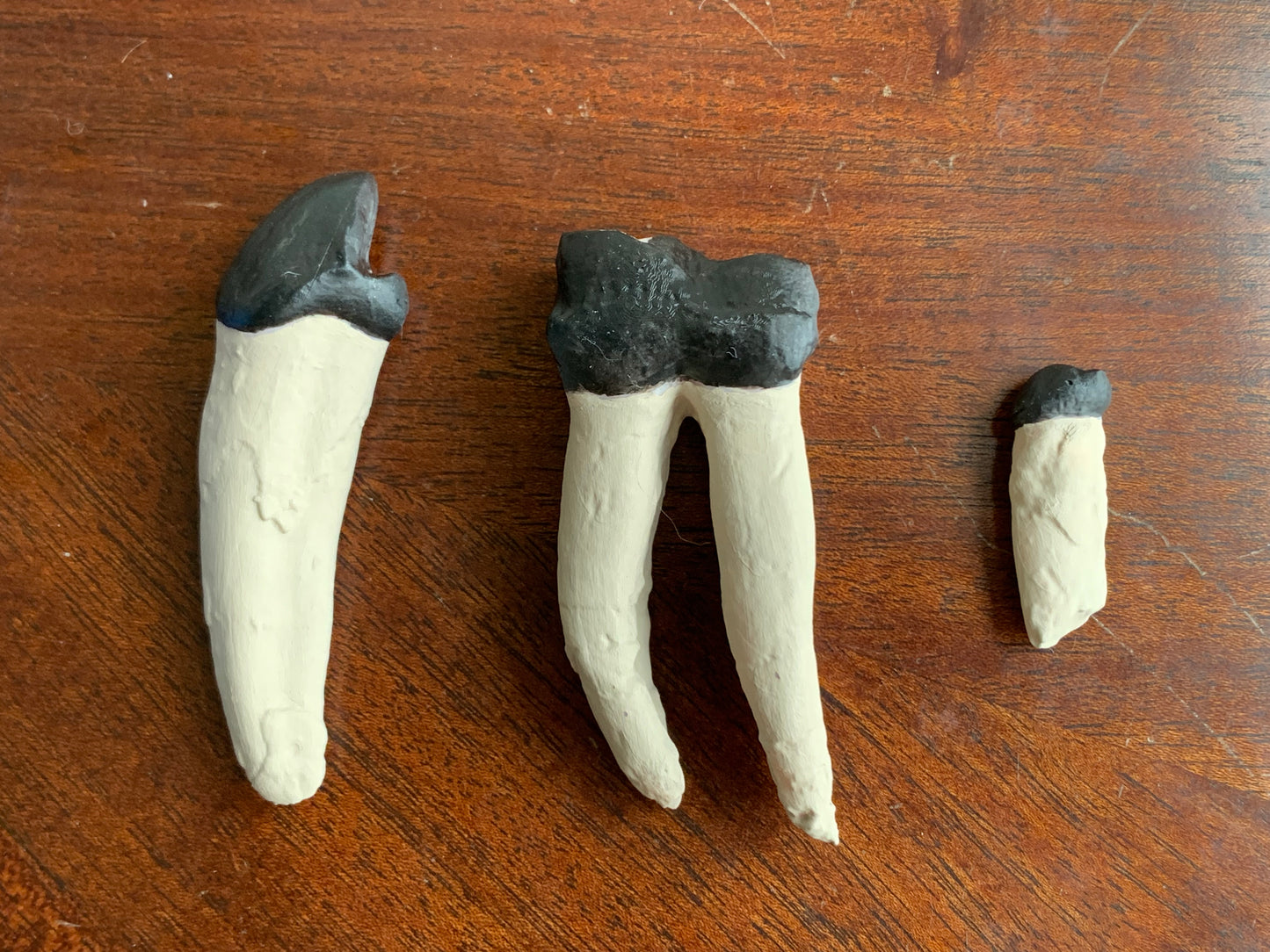 Set of titanothere teeth, canine incisor and molar