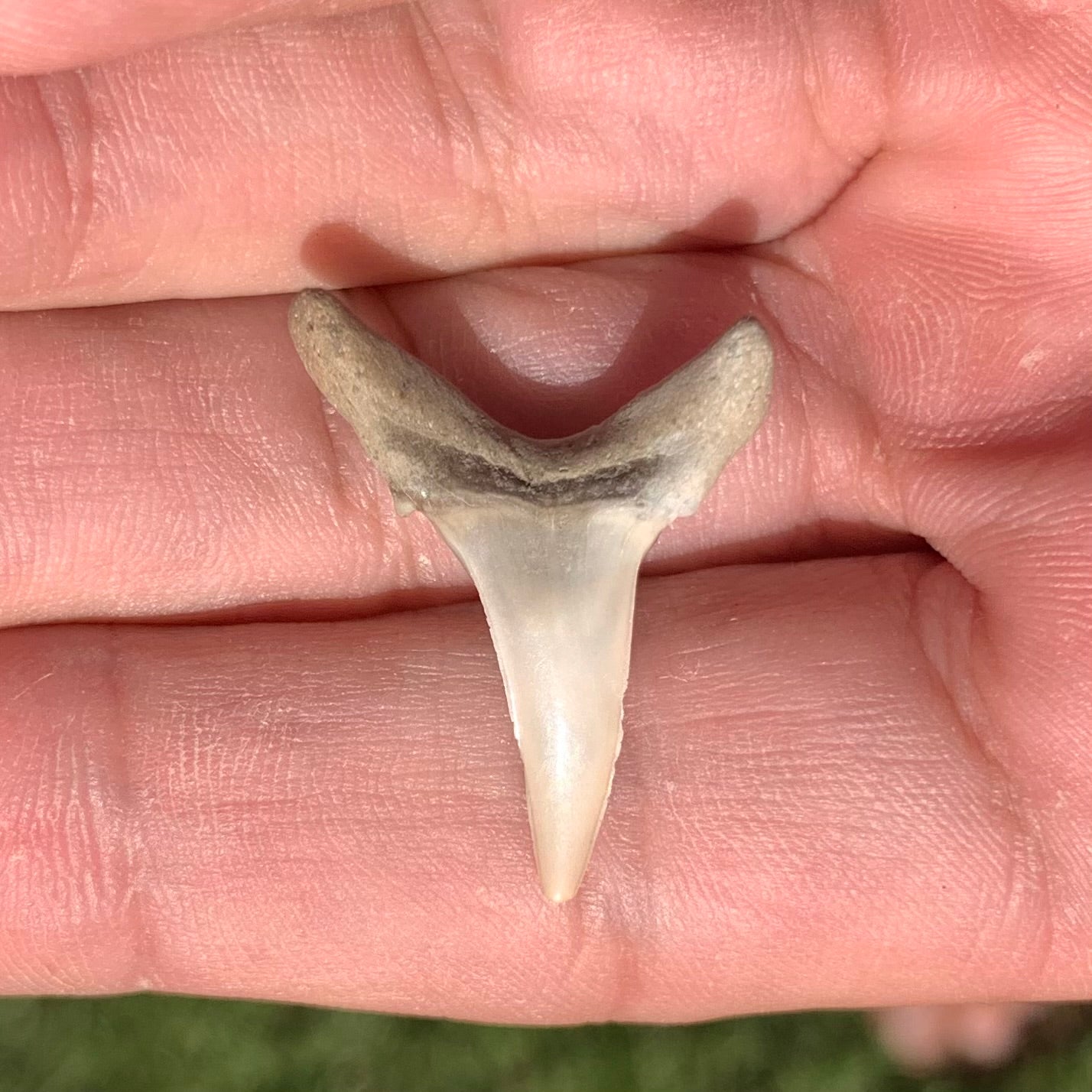 Carcharias cuspidata - Lee Creek