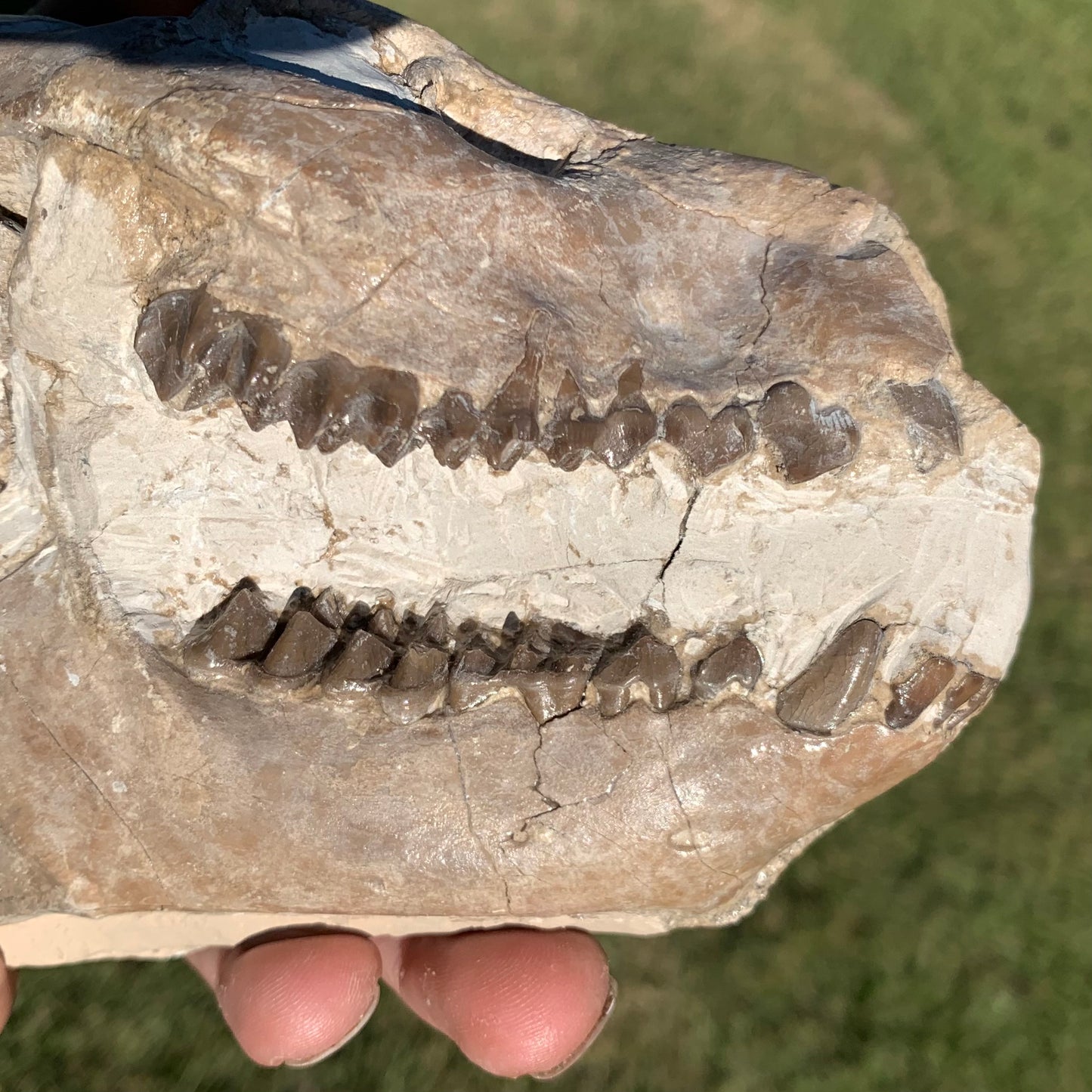 Fossil Oreodont Skull, Merycoidodon culbertsoni, White River Badlands