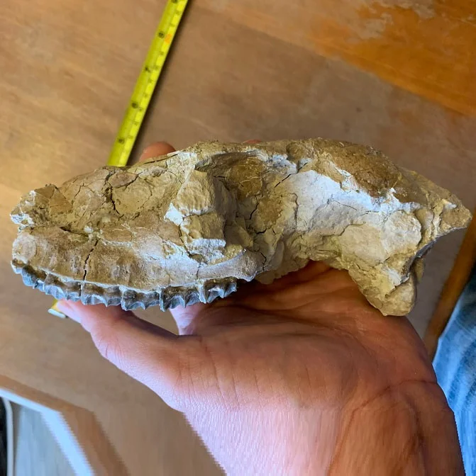 Fossil Horse skull, Mesohippus bairdi skull