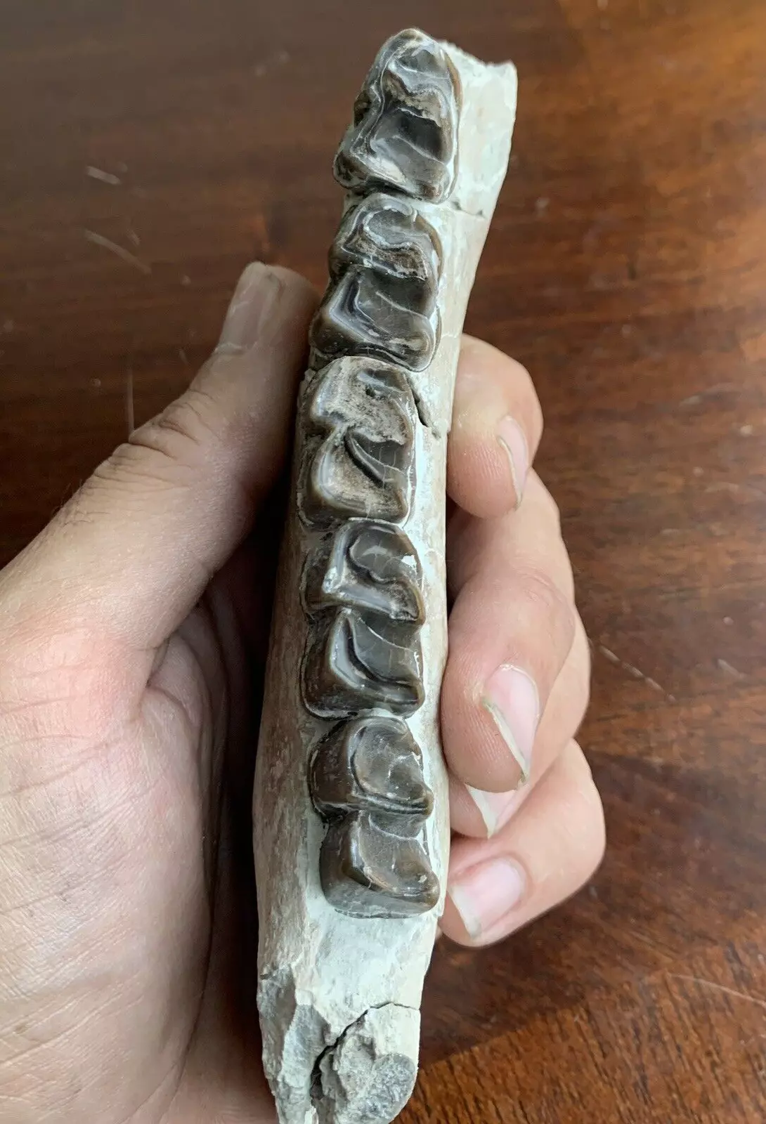 Fossil Rhino Jaw, Subhyracodon White river badlands, Nebraska