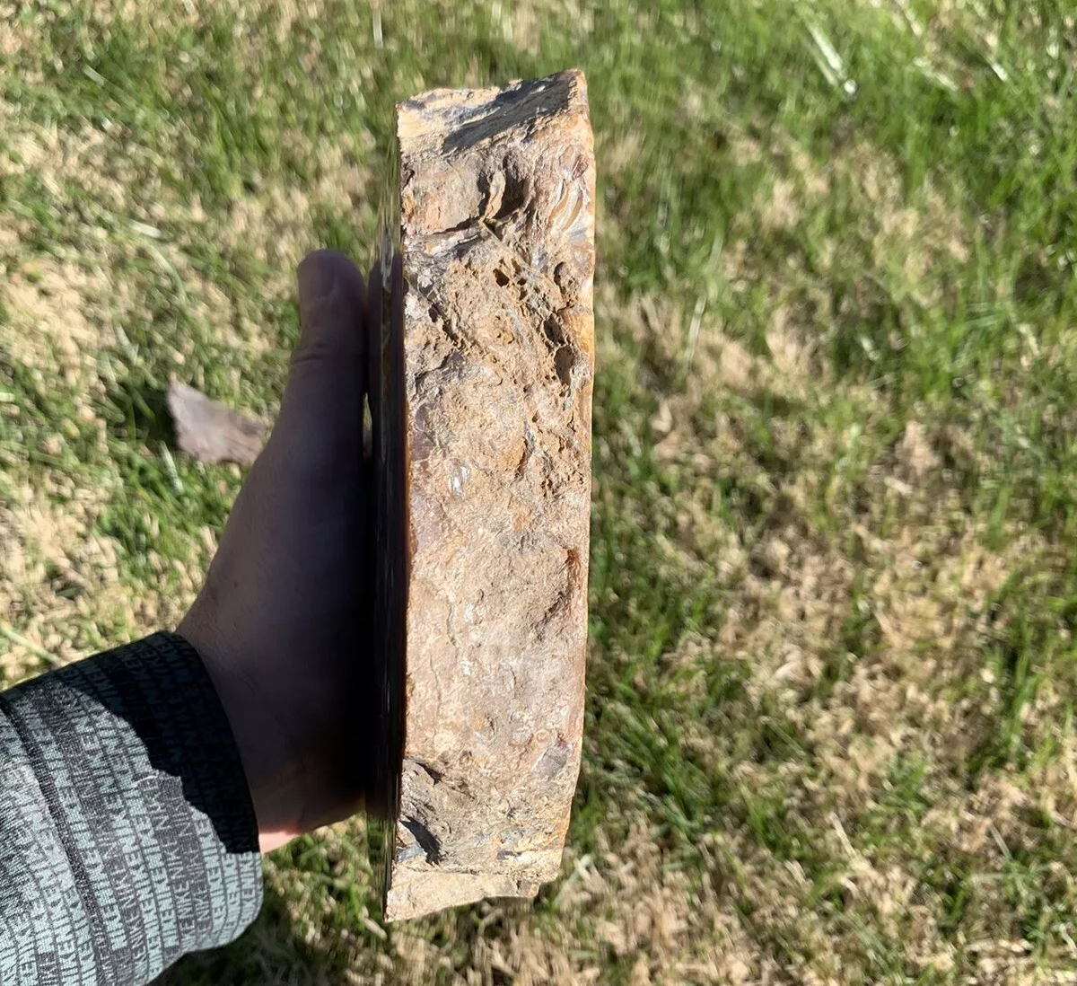 Extremely Colorful Polished Petrified Wood with a large Druzy Pocket From Indonesia