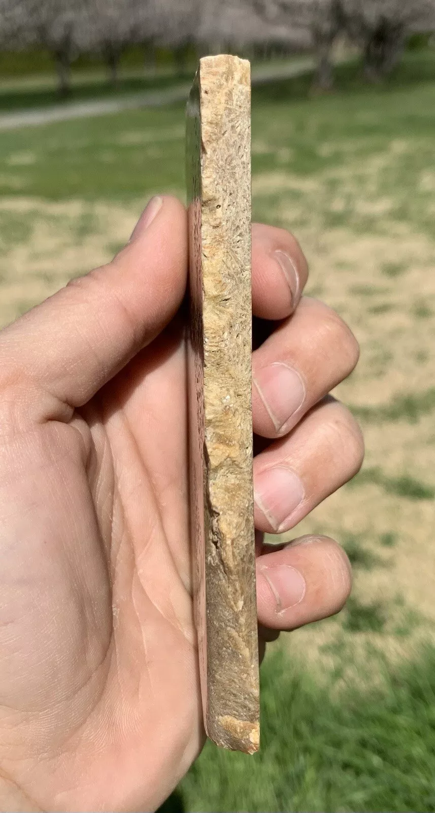 Rough Black Fossil Coral from Indonesia, Slab, Slice
